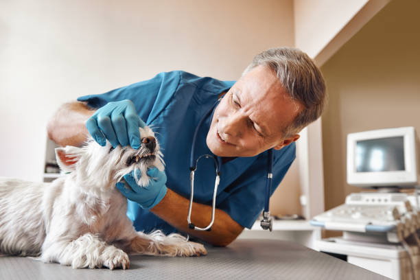 Best Broken or Chipped Tooth Repair in Piedmont, OK